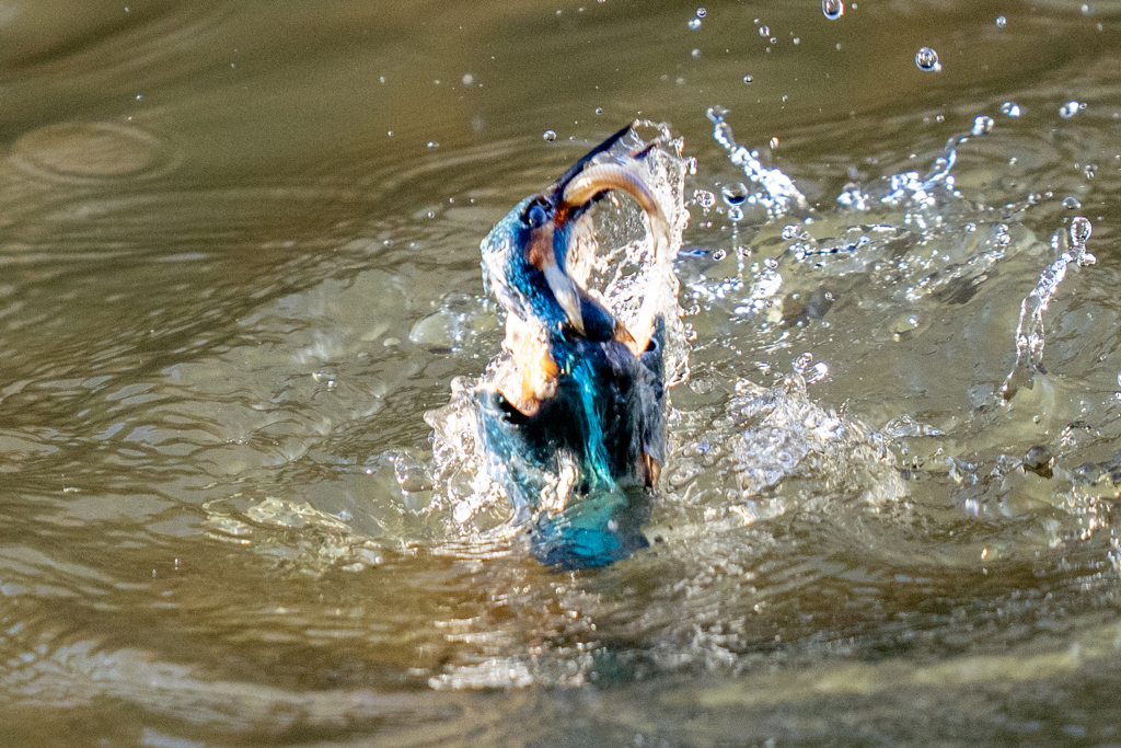 今日のカワセミ