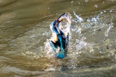 今日のカワセミ