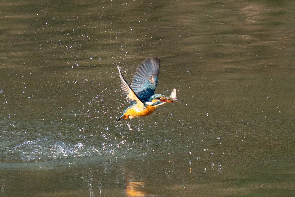 正月二日のカワセミ