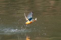 正月二日のカワセミ