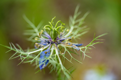 野草の時間