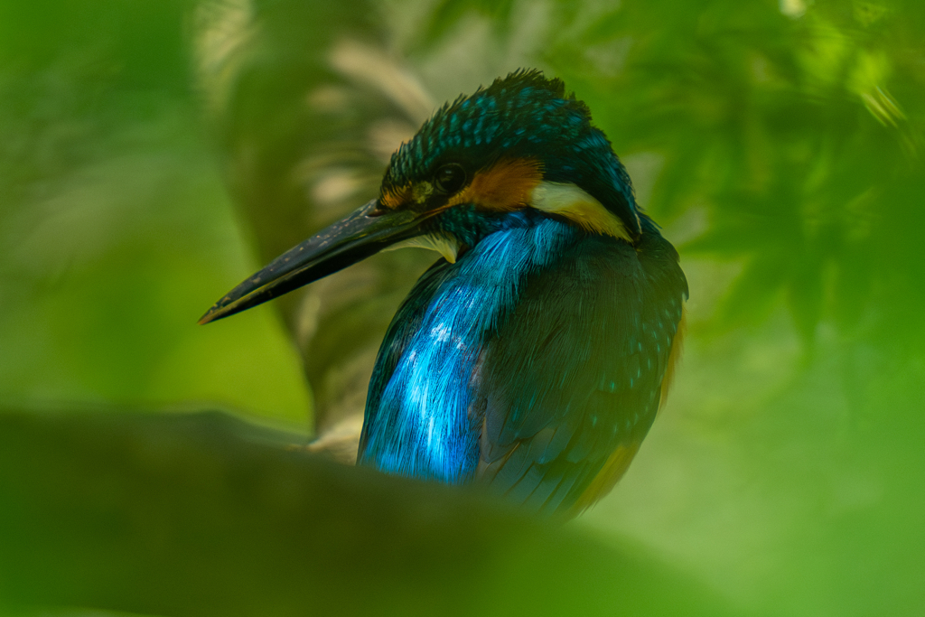 カワセミの生活