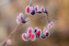 芽吹