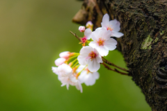 今日の桜