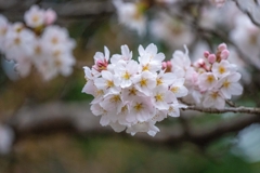 桜開花