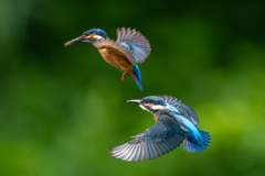 カワセミの生活