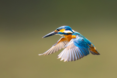 カワセミの生活