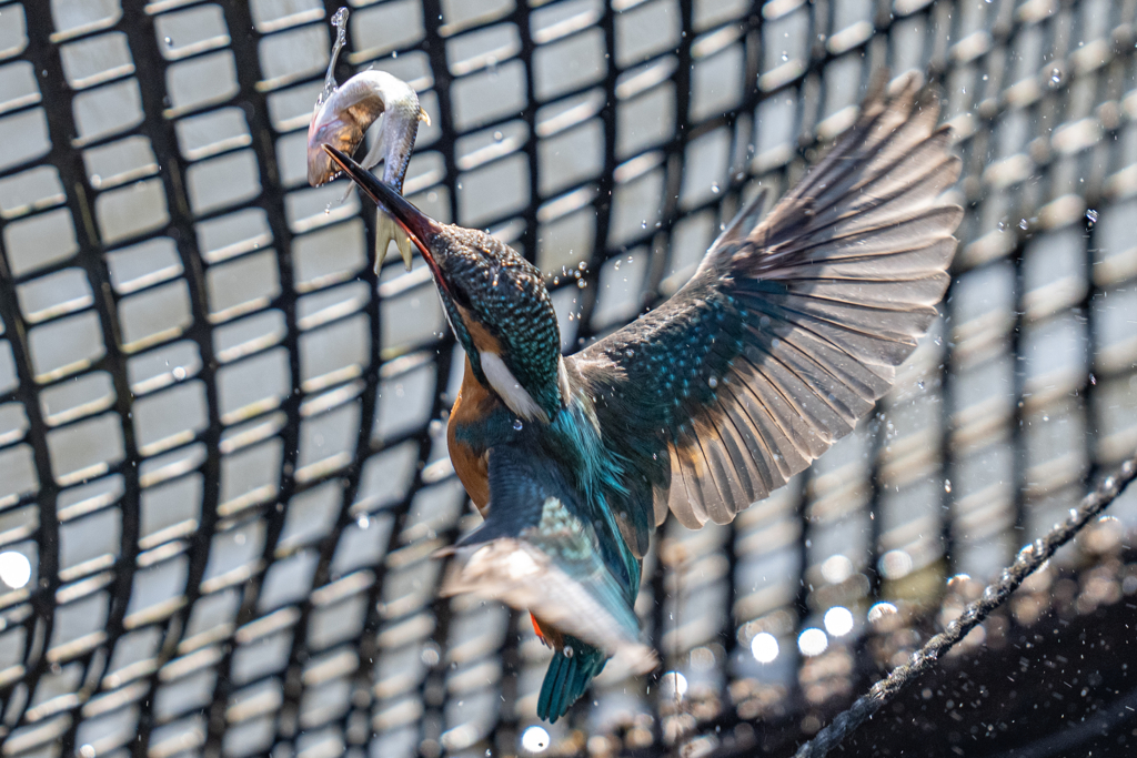 今日のカワセミ