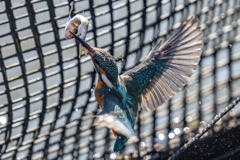 今日のカワセミ