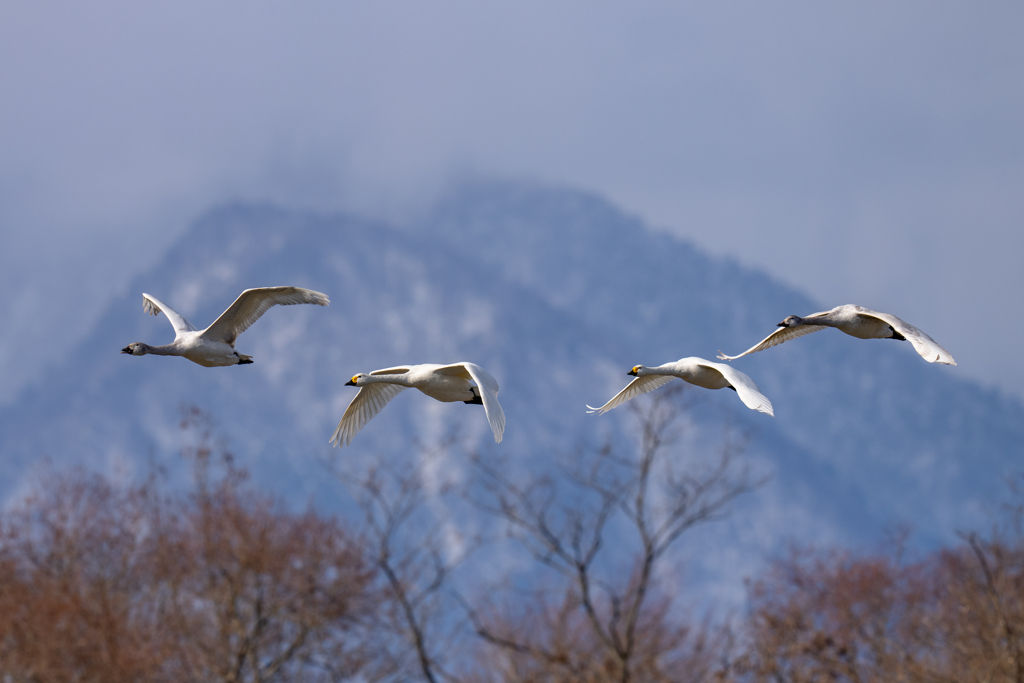コハクチョウ飛翔