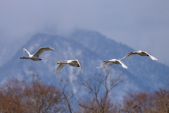 コハクチョウ飛翔
