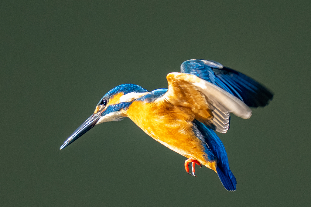 新春ホバ　壱ノ型