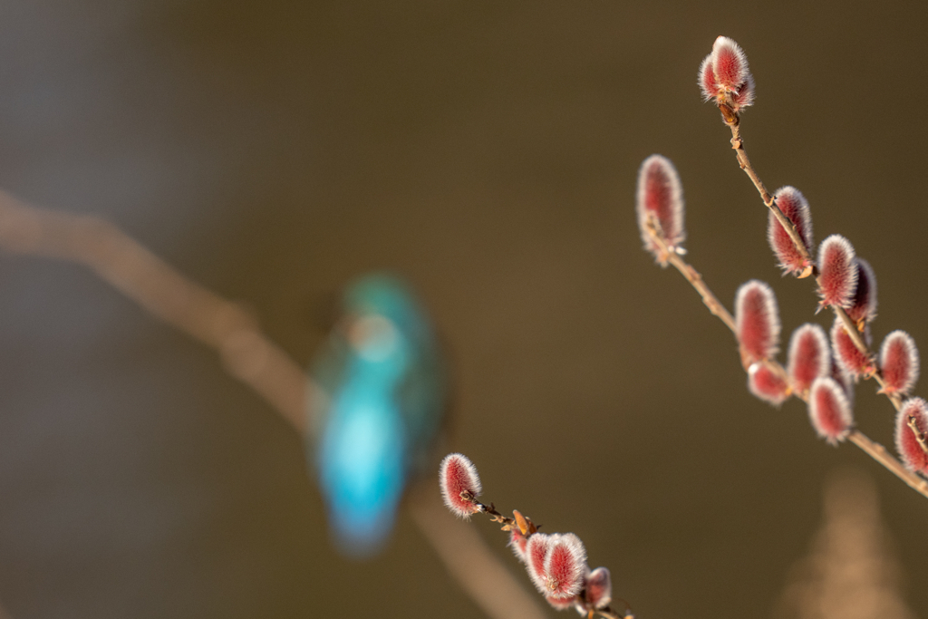 ネコヤナギ翡翠