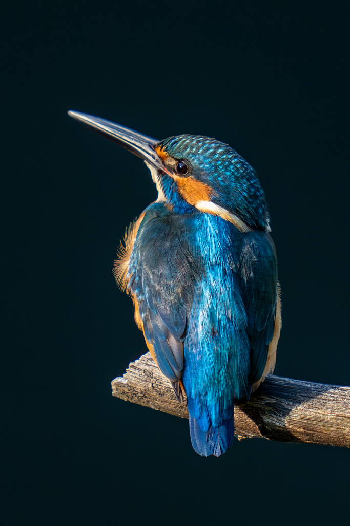 秋の日のポートレート