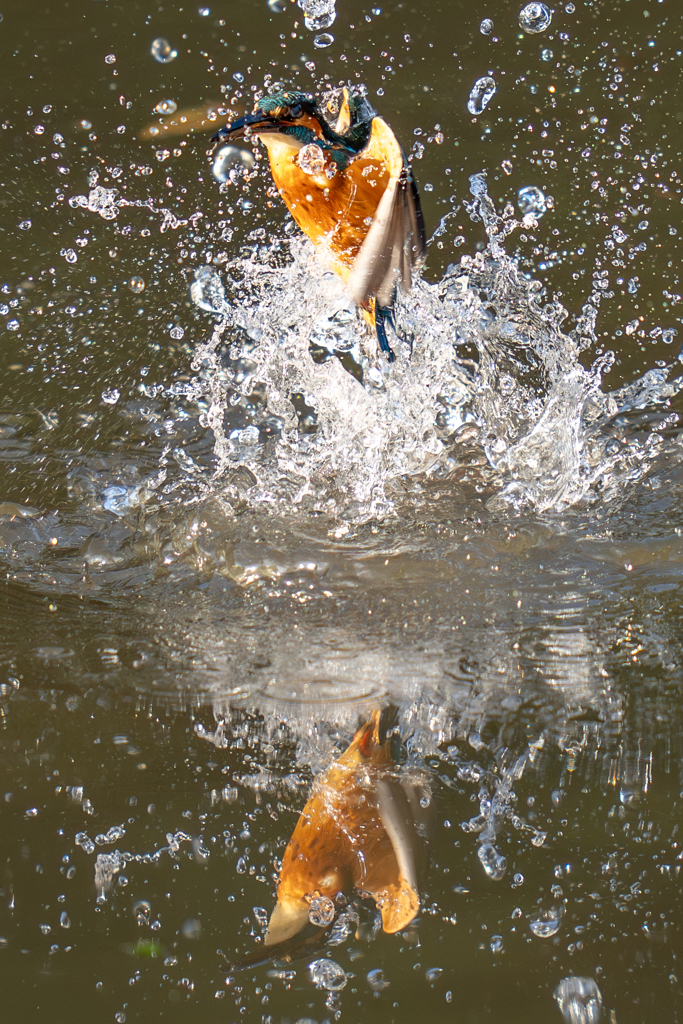 鏡の国のカワセミ