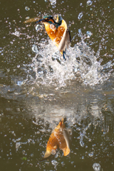 鏡の国のカワセミ