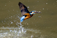 昨日のカワセミ