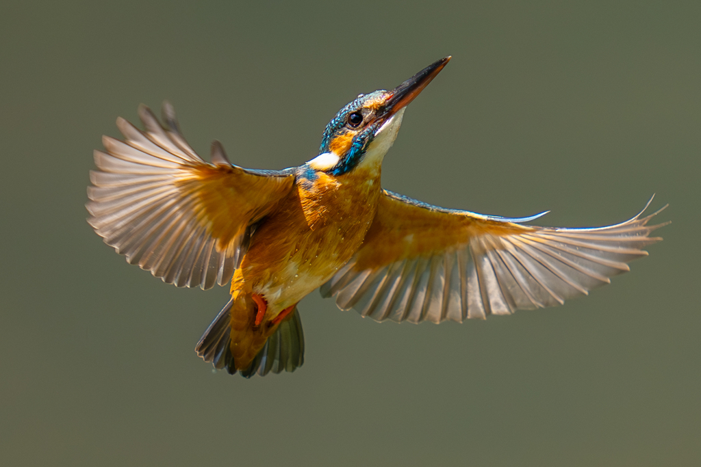 カワセミの生活