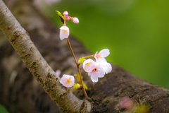 今日の桜