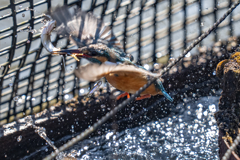 今日のカワセミ