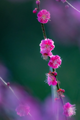 野草園のひととき