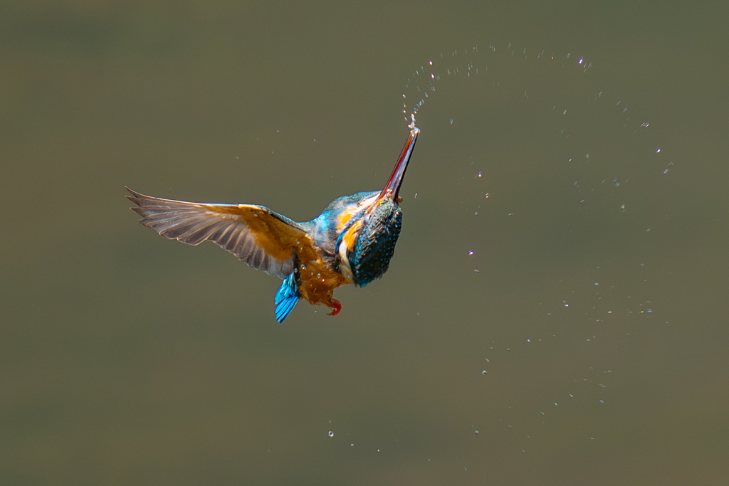 カワセミの生活