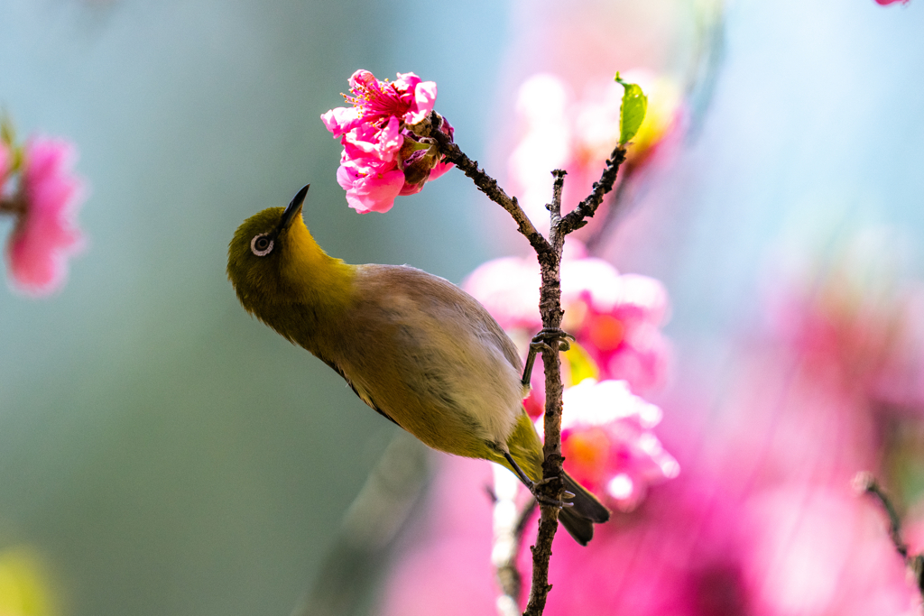 花桃メジロ