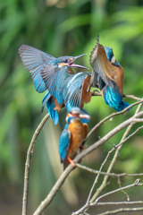 カワセミの生活