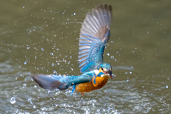 日当たりカワセミ