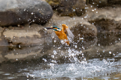 昨日のカワセミ