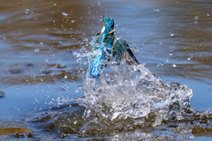 水っぽいカワセミ
