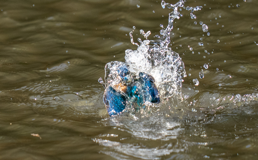 昨日のカワセミ