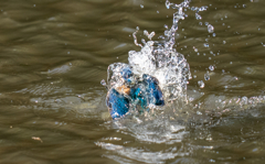 昨日のカワセミ