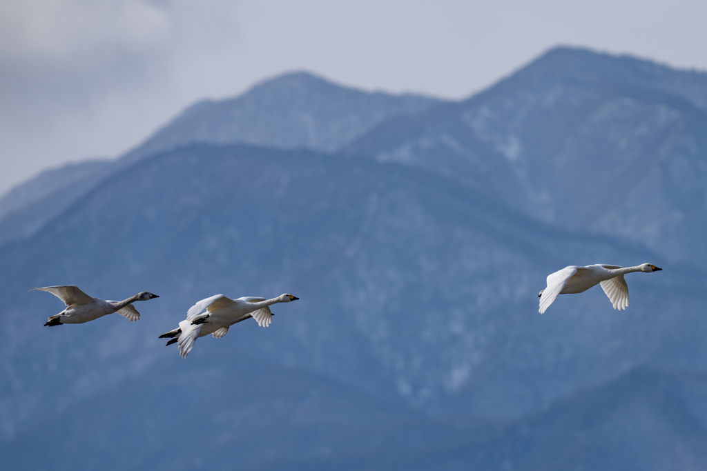 コハクチョウ飛翔