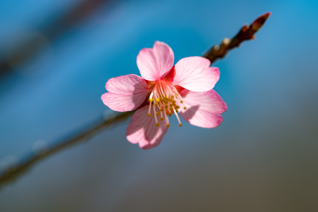 野草の時間