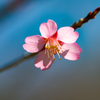 野草の時間