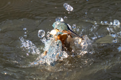 今日のカワセミ　上から