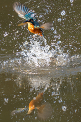 鏡の国のカワセミ