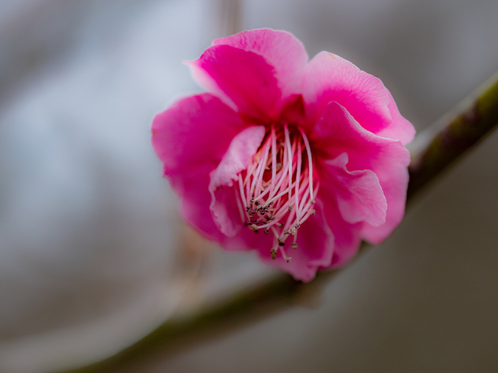 野草園のひととき
