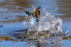 水っぽいカワセミ