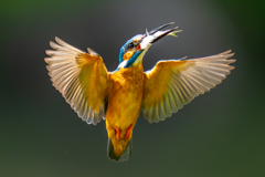 カワセミの生活