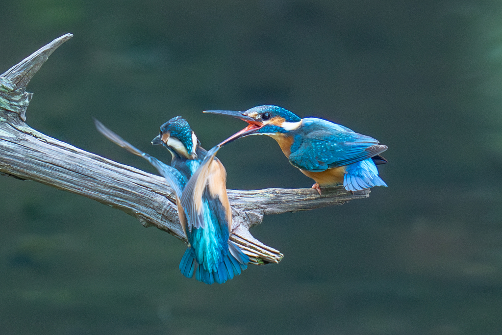 カワセミの生活