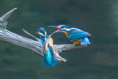 カワセミの生活