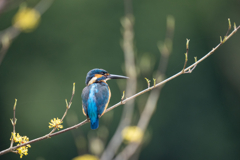 今日のカワセミ