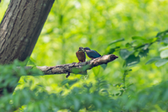 カワセミの生活