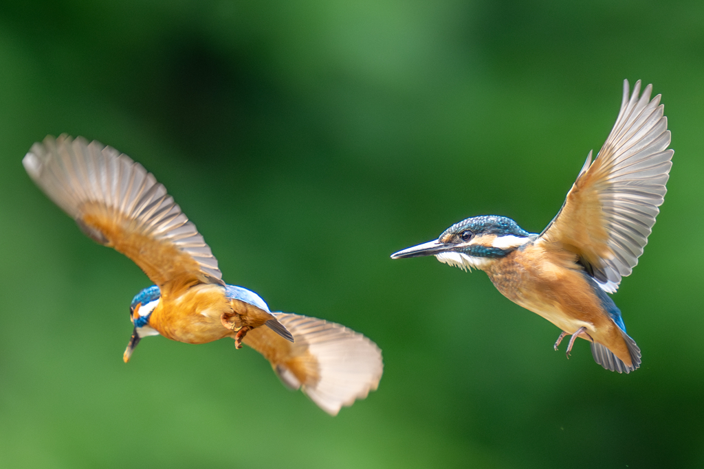 カワセミの生活