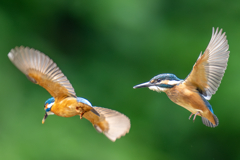 カワセミの生活