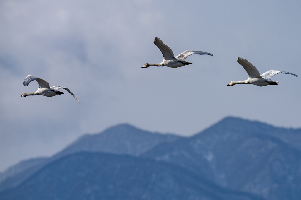 コハクチョウ飛翔