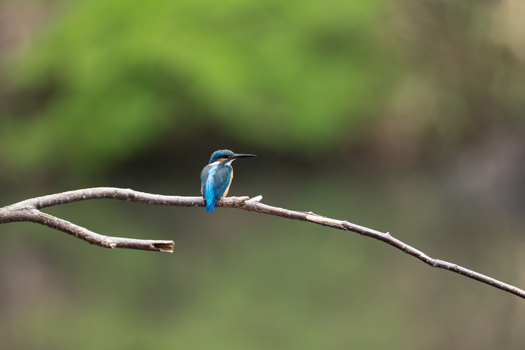 今日のカワセミ