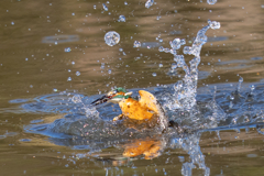 月曜のカワセミ